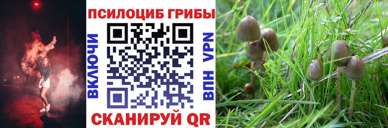 Псилоцибиновые грибы Psilocybe  Малоярославец 